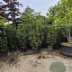 ilex meserveae' Heckenstar' 140-160 cm container