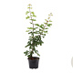 Acer campestre 80-100 cm 7,5L struik