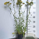 Achillea millefolium 'Terracotta' GM 2,0L