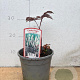 Actaea simp. 'Pink Spike' GM 2,0L