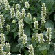 Agastache rugosa 'Alabaster' GM 2,0L