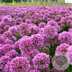 Allium 'Millenium' GM C3