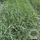 Ammophila arenaria GM 2,0L