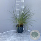 Ammophila arenaria GM 2,0L