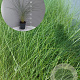 Ammophila arenaria GM 2,0L