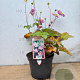 Anemone h. 'September Charm' GM 2,0L