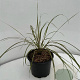 Anemanthele lessoniana GM 2,0L