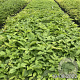 Aruncus dioicus GM 2,0L