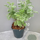 Artemisia 'Powis Castle' GM 2,0L