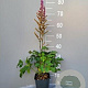 Astilbe c. 'Pumila' GM 2,0L
