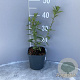 Aster frikartii 'Mönch' GM 2,0L