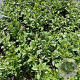 Aster frikartii 'Mönch' GM 2,0L