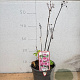 Astrantia maj. 'Roma' GM 2,0L