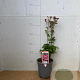 Astrantia maj. 'Roma' GM 2,0L