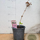 Astrantia maj. 'Roma' GM 2,0L