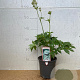 Astrantia maj. 'Shaggy' GM 2,0L