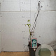 Astrantia maj. 'Shaggy' GM 2,0L