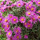 Aster n.-b. 'Winston Churchill' GM 2,0L
