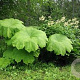 Astilboides tabularis GM 2,0L
