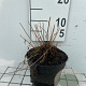 Athyrium filix-femina GM 2,0L