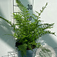Athyrium filix-femina GM 2,0L