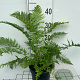 Athyrium filix-femina GM 2,0L