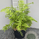 Athyrium filix-femina GM 2,0L