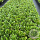 Bergenia 'Bressingham White' GM 2,0L
