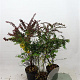Berberis thunb. 'Atropurpurea' 60-80 cm 7,5L
