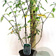 Buddleja d. 'Empire Blue' 20-30 cm 2,0L struik