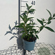 Buddleja d. 'Empire Blue' GM 2,0L
