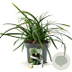 Carex morrowii 'Irish Green' GM 2,0L