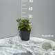 Ceratostigma plumbaginoides GM 2,0L