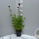 Centranthus ruber 'Coccineus' GM 2,0L