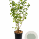 Corylus avellana 80-100 cm 7,5L