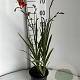 Crocosmia 'Emily McKenzie' GM 2,0L