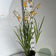 Crocosmia 'George Davidson' GM 2,0L
