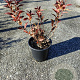 Deutzia gracilis GM C1.5