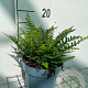 Dryopteris affinis GM 2,0L