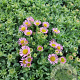 Erigeron gl. 'Sea Breeze' GM 2,0L