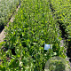 Eryngium planum GM 2,0L