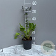 Eryngium planum GM 2,0L