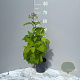 Eupatorium purpureum GM 2,0L