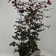 Fagus syl. 'Atropunicea' 150-175 cm 7,5L