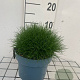 Festuca gautieri 'Pic Carlit' GM 2,0L