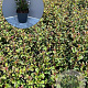 Fuchsia 'Riccartonii' GM 2,0L