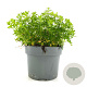 Galium odoratum GM 2,0L