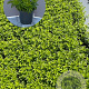 Galium odoratum GM 2,0L