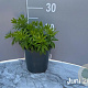 Galium odoratum GM 2,0L