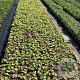 Geranium 'Ann Folkard' GM 2,0L